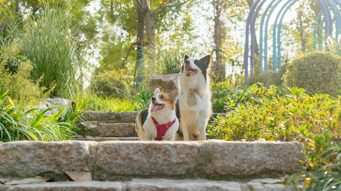 Pet Friendly Villas